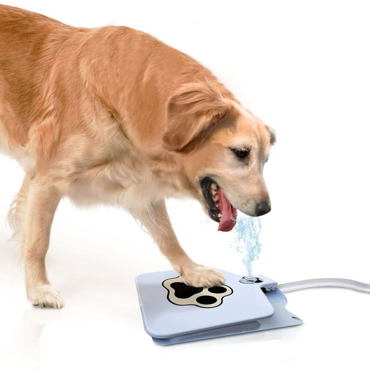 Automatic Dog Water Feeder - RAPBLUE