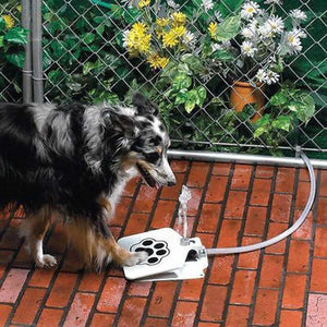 Automatic Dog Water Feeder - RAPBLUE