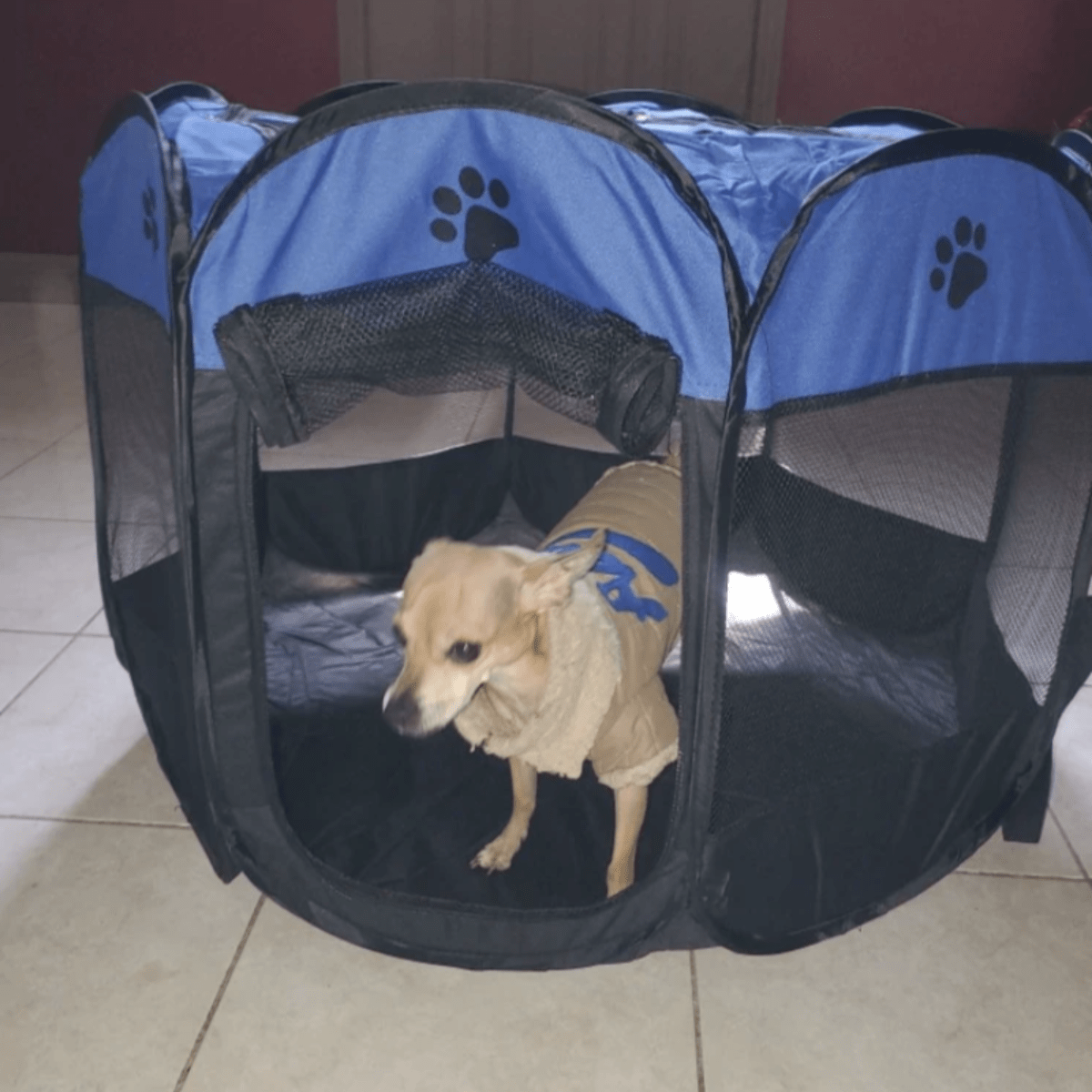 In-Door Dog Portable Playpen - RAPBLUE