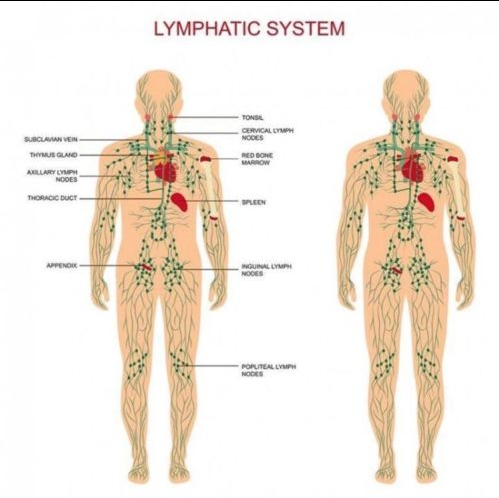 Lymphatic Drainage Ginger Oil - RAPBLUE