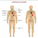 Lymphatic Drainage Ginger Oil - RAPBLUE