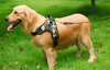 Dog Vest Harness - RAPBLUE