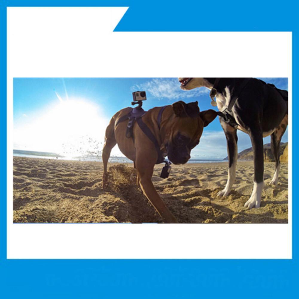 Action Cam Mount Dog Harness - RAPBLUE