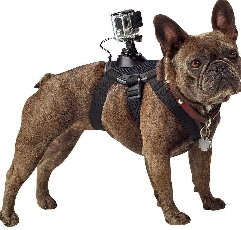 Action Cam Mount Dog Harness - RAPBLUE