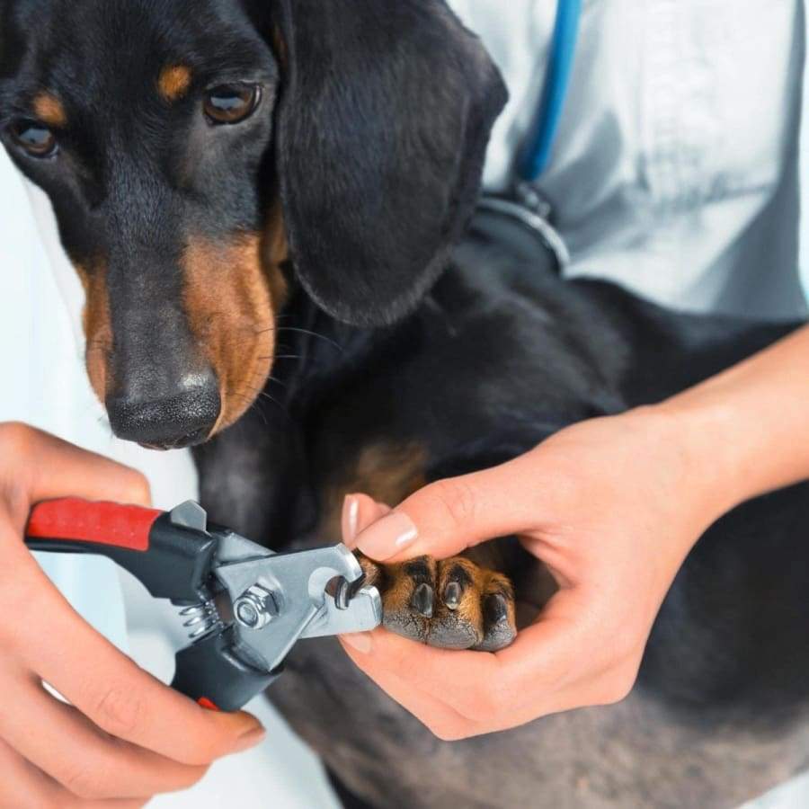 Stainless Steel Dog Nail Clippers - RAPBLUE