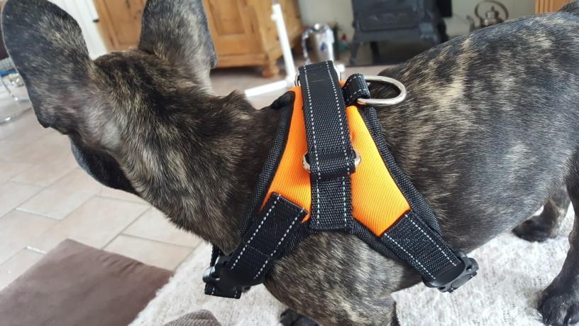 Dog Vest Harness - RAPBLUE