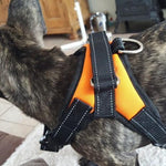 Dog Vest Harness - RAPBLUE