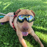 Cool Dog Googles with UV-Protection - RAPBLUE