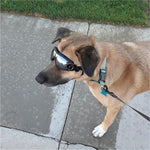 Cool Dog Googles with UV-Protection - RAPBLUE