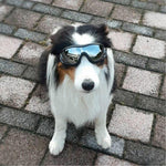 Cool Dog Googles with UV-Protection - RAPBLUE