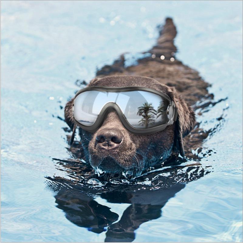 Cool Dog Googles with UV-Protection - RAPBLUE